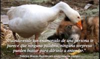 Perdona pero quiero casarme contigo, Federico Moccia